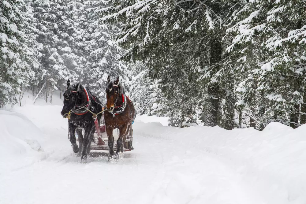 Szánozás Zakopáneban